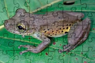 scinax iquitorum