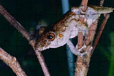 פאזל של Scinax nebulosus