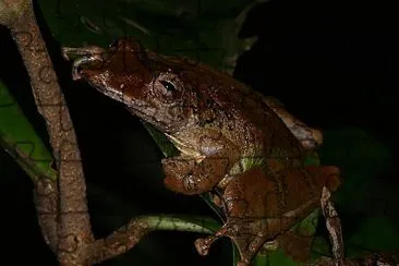 Scinax proboscideus jigsaw puzzle