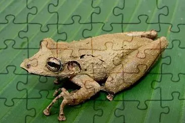 Scinax rostratus jigsaw puzzle