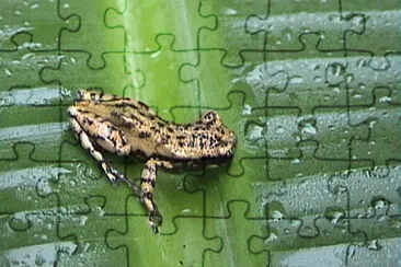 Scinax x-signatus jigsaw puzzle