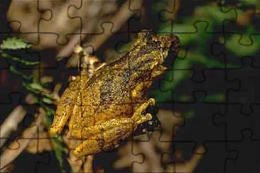 Scinax perereca jigsaw puzzle