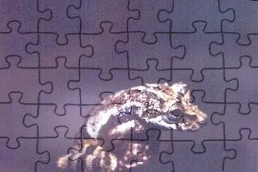 Scinax perpusillus jigsaw puzzle