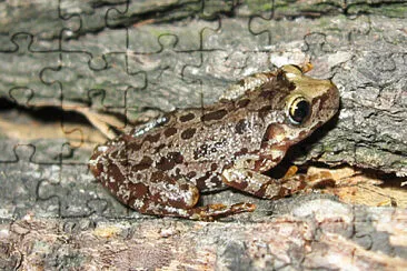 פאזל של Scinax uruguayus