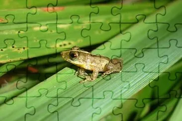 Scinax argyreornatus