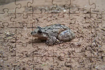 Scinax acuminatus jigsaw puzzle