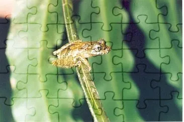 Scinax macadoi