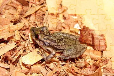 Scinax scupidatus