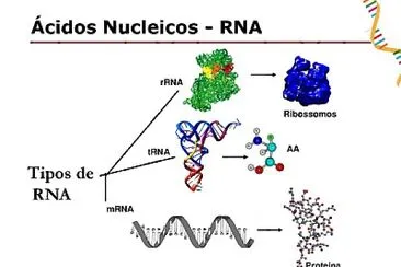 RNA jigsaw puzzle