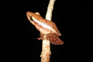 Scinax sqalitzostris