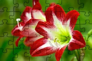 Amarilis jigsaw puzzle