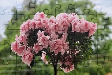 Azaleia jigsaw puzzle