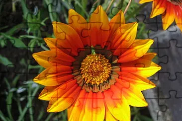 FIORE ARANCIO