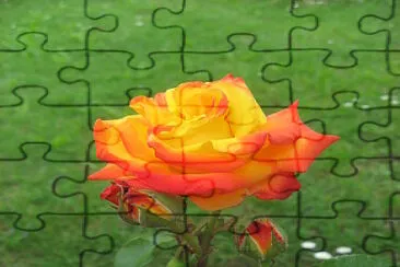 ROSA jigsaw puzzle