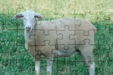 Lacaune jigsaw puzzle