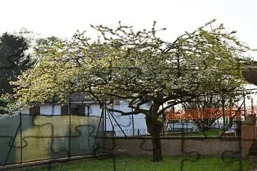 ALBERO PRIMAVERA