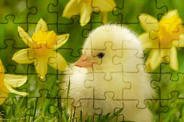 Easter chick jigsaw puzzle