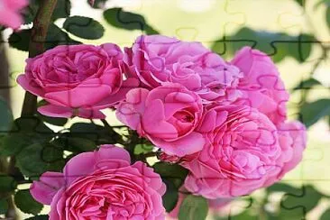 Rosas jigsaw puzzle