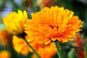 Calendula jigsaw puzzle