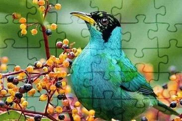 Blue Bird jigsaw puzzle