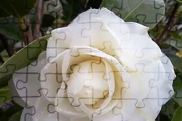 Camelia jigsaw puzzle