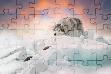 Cão do Ártico jigsaw puzzle