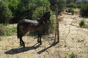 פאזל של caballo