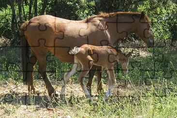 yegua y cría jigsaw puzzle