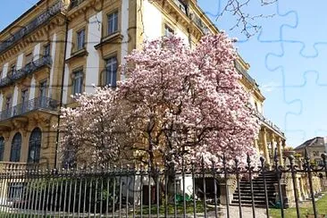 Neuchâtel Magnolia BCN