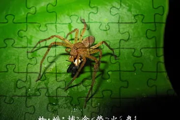 蜘蛛捕食螢火蟲 jigsaw puzzle