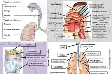 פאזל של SISTEMA RESPIRATORIO