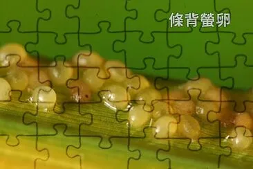 條背螢卵特寫 jigsaw puzzle