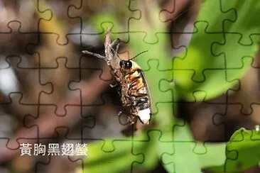 黃胸黑翅螢成蟲 jigsaw puzzle