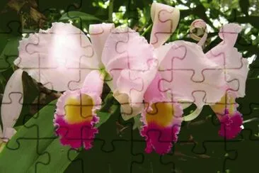 Flores de mi pueblo jigsaw puzzle