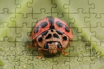 Oenopia conglobata jigsaw puzzle