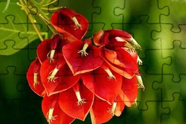 flor jigsaw puzzle