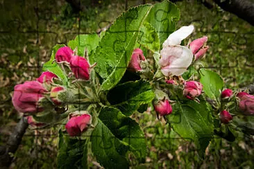 פאזל של Fleurs de pommier