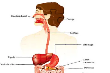 sistema digestório jigsaw puzzle