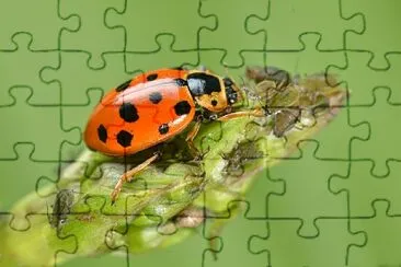 פאזל של Coccinella dai tredici punti