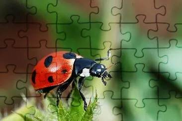 Coccinella magnifica jigsaw puzzle