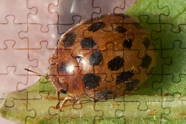 Subcoccinella vigintiquatuorauctata jigsaw puzzle