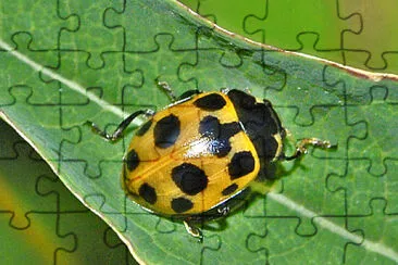 Hippodamia notata