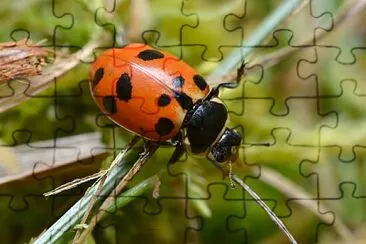 Hippodamia septemmaculata jigsaw puzzle