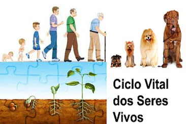 פאזל של Ciclo Vital