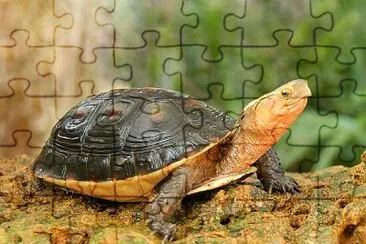 Scatola dai bordi gialli jigsaw puzzle