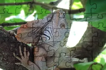 Iguana Macho Carmen Campeche México jigsaw puzzle