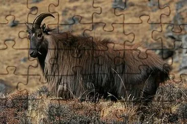 פאזל של Tahr himalayano