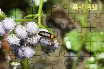 黑翅晦螢 jigsaw puzzle