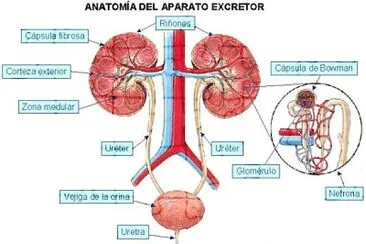 SISTEMA EXCRETOR jigsaw puzzle