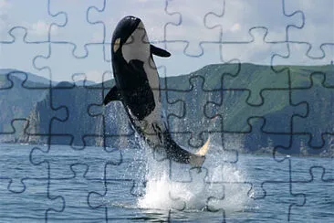 SALTO DE LA ORCA jigsaw puzzle